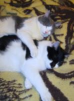 Roba da gatti: simmetrie. Roba da gatti: simmetrie.