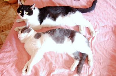 Roba da gatti: simmetrie. Roba da gatti: simmetrie.