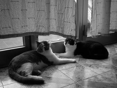 Roba da gatti: simmetrie. Roba da gatti: simmetrie.