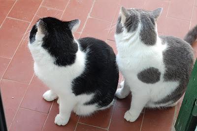 Roba da gatti: simmetrie. Roba da gatti: simmetrie.