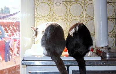 Roba da gatti: simmetrie. Roba da gatti: simmetrie.