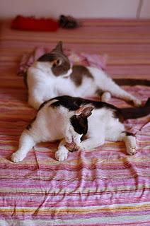 Roba da gatti: simmetrie. Roba da gatti: simmetrie.