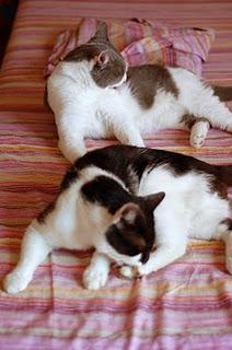 Roba da gatti: simmetrie. Roba da gatti: simmetrie.