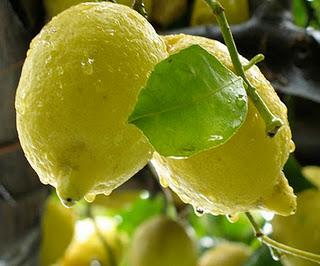 La morale e l'arte della coltivazione del limone
