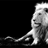 immagini-animali-leone-bianco