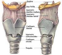 Anatomia - Le vie aeree