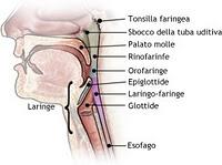 Anatomia - Le vie aeree