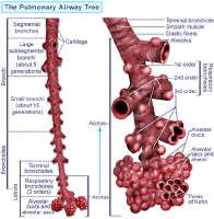 Anatomia - Le vie aeree