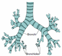 Anatomia - Le vie aeree