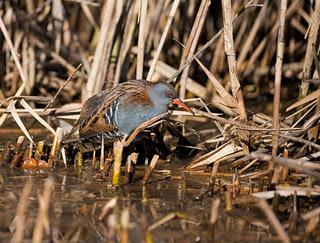 Porciglione - Rallus Aquaticus