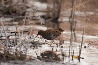 Porciglione - Rallus Aquaticus