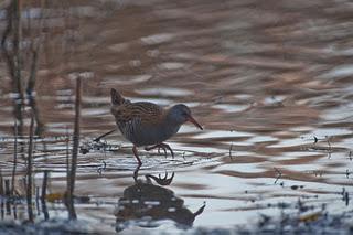 Porciglione - Rallus Aquaticus