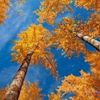 immagini-natura-alberi-autunno