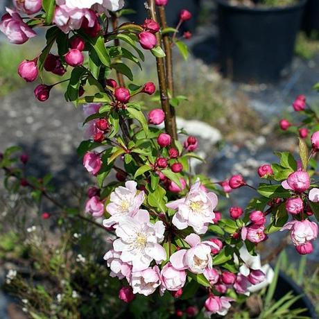 Malus_X_Evereste-00 TRENTATREMILA ALBERI