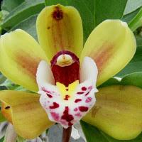 Nella terra delle orchidee