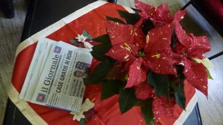 P1040861 natura morta con stella di natale