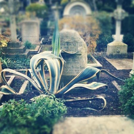 roma_cimitero-acattolico_agave