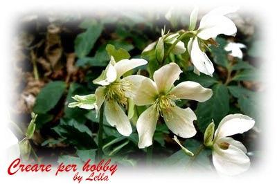 Le mie rose di Natale per augurarvi Buone Feste Le mie rose di Natale per augurarvi Buone Feste