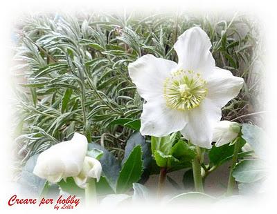 Le mie rose di Natale per augurarvi Buone Feste Le mie rose di Natale per augurarvi Buone Feste