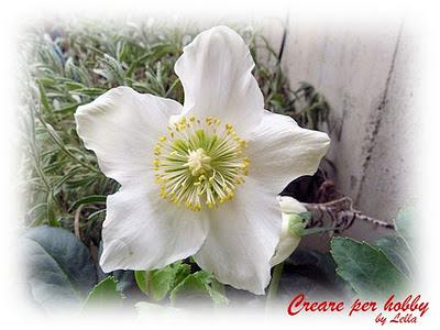 Le mie rose di Natale per augurarvi Buone Feste Le mie rose di Natale per augurarvi Buone Feste