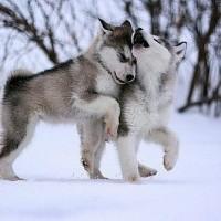 immagini-cuccioli-cani-husky