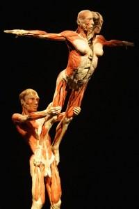 BODY WORLDS.. il corpo umano  come non l’avete mai visto