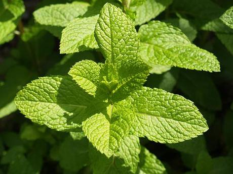 Menta peperita L’essenza della menta
