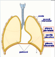 Anatomia - I polmoni