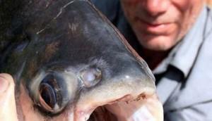 Bufala: Catturato il pesce mangia-testicoli