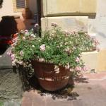 conca con cascate di rose mignon