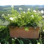 cassetta con solanum e lobelia blu