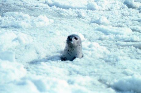 Strage di foche in Alaska: forse causata dalle radiazioni di Fukushima?