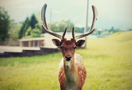 Il papà di Bambi