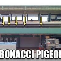 immagini-nerd-fibonacci-piccioni