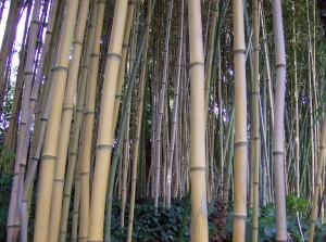 piccolo bambù