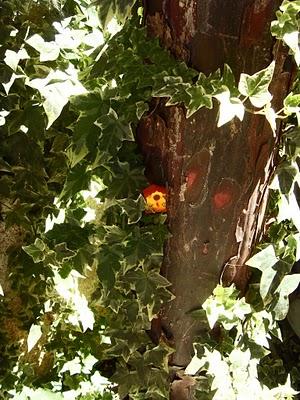 LA CASETTA DEGLI UCCELLI LA CASETTA DEGLI UCCELLI