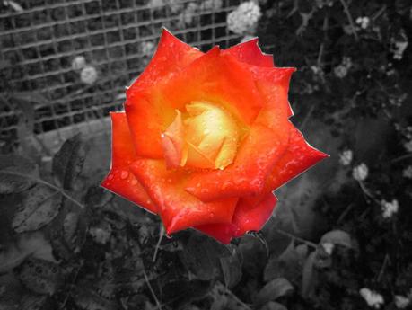 Sì, al di là della gente Sì, al di là della gente