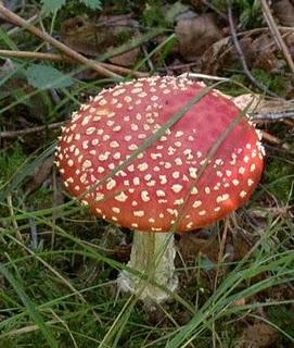 Amanita muscaria Amanita muscaria