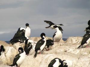 pinguini volanti