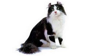 American Curl Longhair