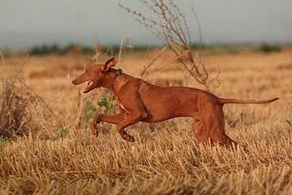 Le razze canine italiane - di Agnese Spaziani