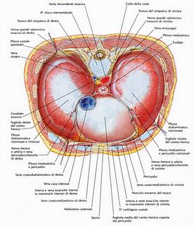 Anatomia - Il diaframma