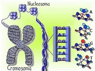 Viaggio al centro della cellula: il nucleo