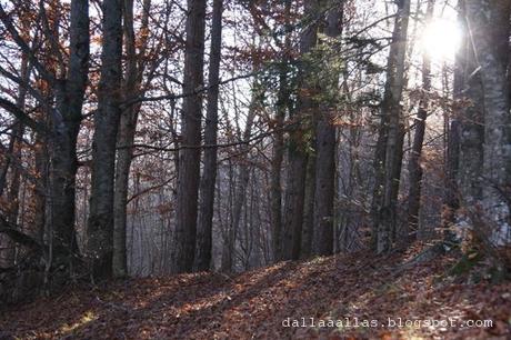 Una domenica nei boschi dell'Appennino


Una domenica sen...