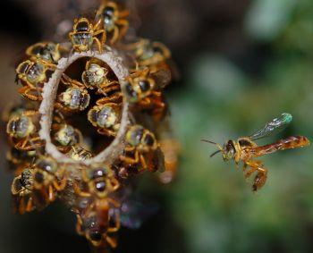 api soldato nido