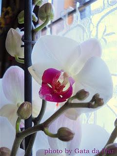 VIVA LA BEFANA!!!! VIVA LA BEFANA!!!!