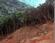 Città insorge contro la deforestazione in Pakistan Città insorge contro la deforestazione in Pakistan