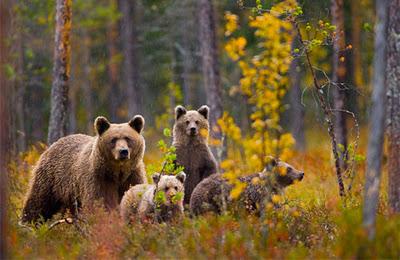 Gli orsi della taiga finlandese. Progetto fotografico sull'orso in Finlandia centro-orientale, al confine con la Russia.
