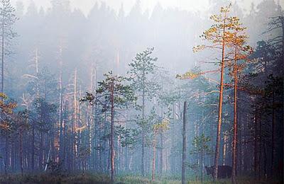 Gli orsi della taiga finlandese. Progetto fotografico sull'orso in Finlandia centro-orientale, al confine con la Russia.