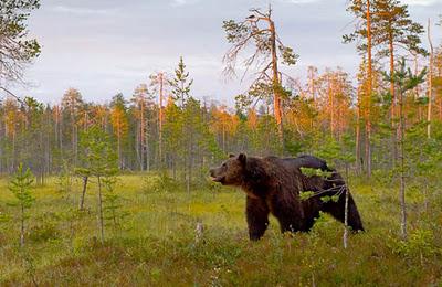 Gli orsi della taiga finlandese. Progetto fotografico sull'orso in Finlandia centro-orientale, al confine con la Russia.